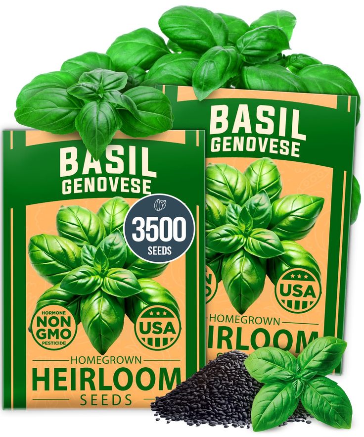 Basil Seeds